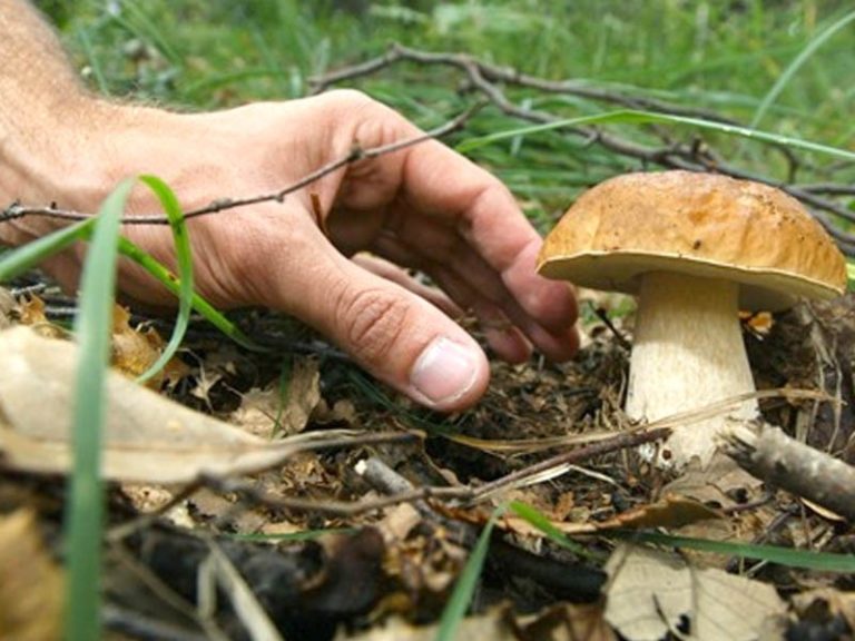 Raccolta dei funghi, le regole nella Regione Piemonte Terra & Tradizione